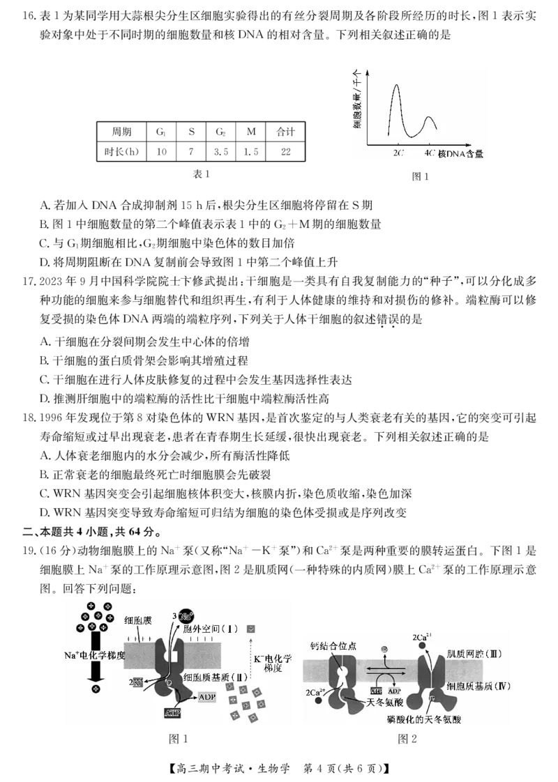 25-L-190C-生物_2024-2025高三（6-6月题库）_2024年11月试卷_1116九师联盟&bull;湖北省宜昌协作体2025届高三11月联考（全科）_生物