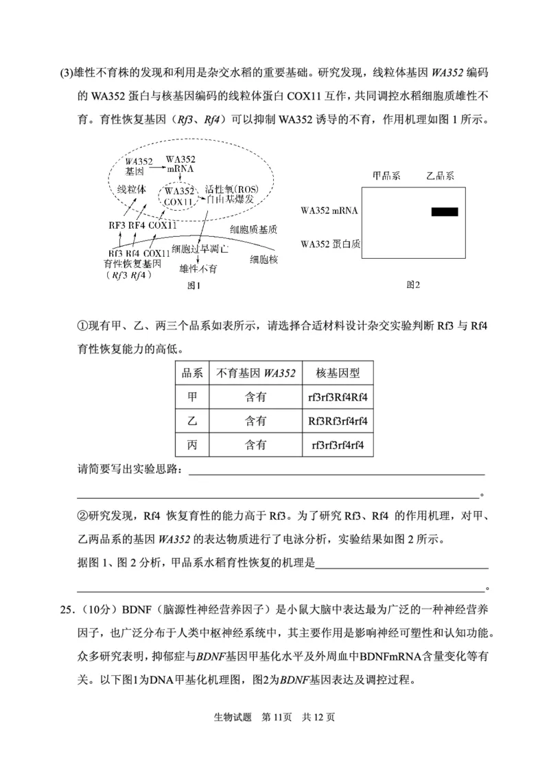 2024年11月高三实验二诊生物试题_2024-2025高三（6-6月题库）_2024年11月试卷_1110山东省山东实验中学2025届高三第二次诊断考试（11月诊断）