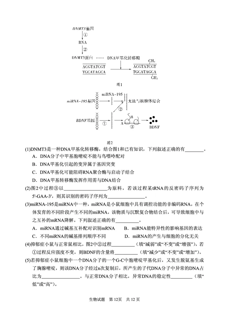 2024年11月高三实验二诊生物试题_2024-2025高三（6-6月题库）_2024年11月试卷_1110山东省山东实验中学2025届高三第二次诊断考试（11月诊断）