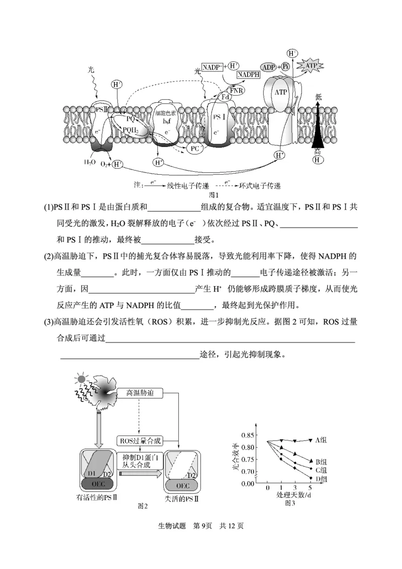 2024年11月高三实验二诊生物试题_2024-2025高三（6-6月题库）_2024年11月试卷_1110山东省山东实验中学2025届高三第二次诊断考试（11月诊断）