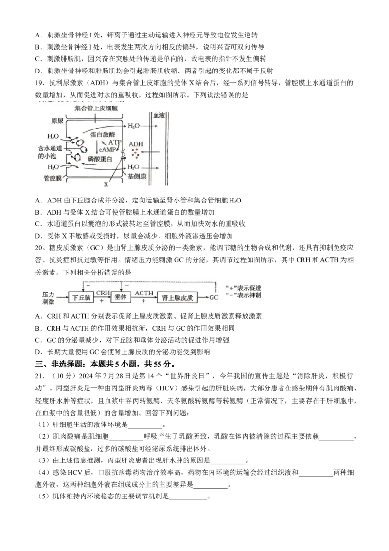 内蒙古赤峰市名校2024-2025学年高二上学期期中联考生物试题（含答案）_2024-2025高二（7-7月题库）_2024年11月试卷_1122金太阳内蒙古赤峰市名校2024-2025学年高二期中联考