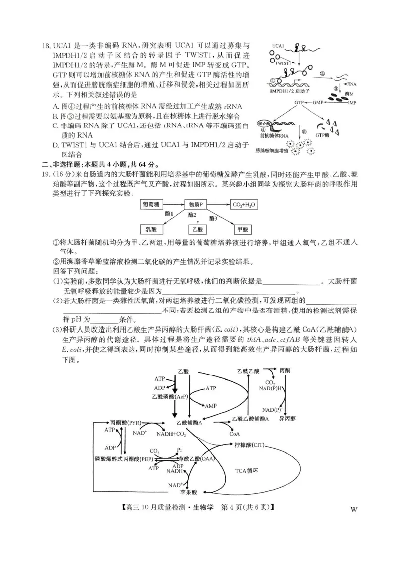 2025届九师联盟高三10月期中联考生物试题（W）+答案_2024-2025高三（6-6月题库）_2024年10月试卷_10262025届九师联盟高三10月期中联考（10.24）