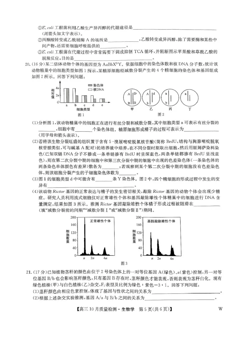 2025届九师联盟高三10月期中联考生物试题（W）+答案_2024-2025高三（6-6月题库）_2024年10月试卷_10262025届九师联盟高三10月期中联考（10.24）