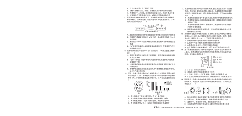 1号卷&middot;A10联盟2024届高三上学期11月段考生物学_副本(1)_2023年11月_0211月合集_2024届安徽省A10联盟高三上学期11月段考_安徽省A10联盟2024届高三上学期11月段考生物