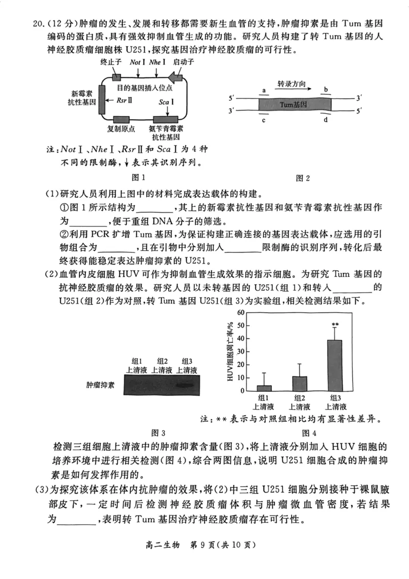 2024北京东城高二（下）期末政治试题及答案_2024-2025高三（6-6月题库）_2024年07月试卷_2407172024届北京市东城区高二（下）期末考试