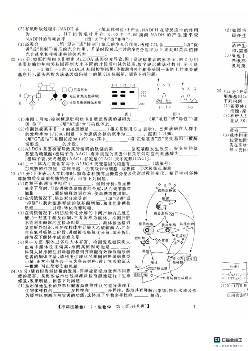 2025年普通高校招生考试冲刺压轴卷(一)生物试题含答案_2024-2026高三（6-6月题库）_2025年04月试卷_04262025年普通高校招生考试冲刺压轴卷(一)（全科）