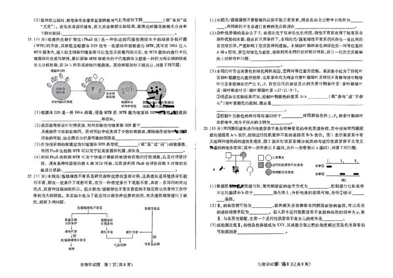 2025届皖豫天一大联考高三毕业班阶段性测试（二）-生物_2024-2025高三（6-6月题库）_2024年10月试卷_10132025届皖豫天一大联考高三毕业班阶段性测试（二）