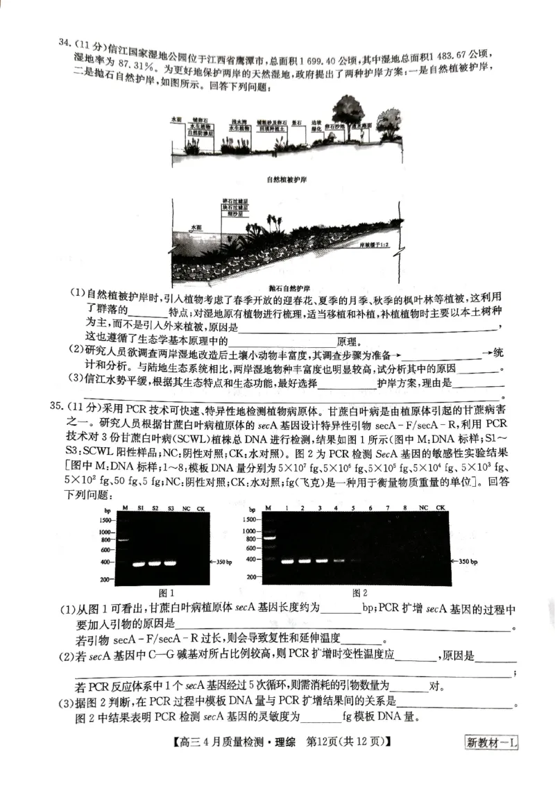 河南省九师联盟理综试题_2024年5月_01按日期_1号_2024届河南省九师联盟高三下学期4月质量检测_河南省九师联盟2024届高三下学期4月质量检测理综试题