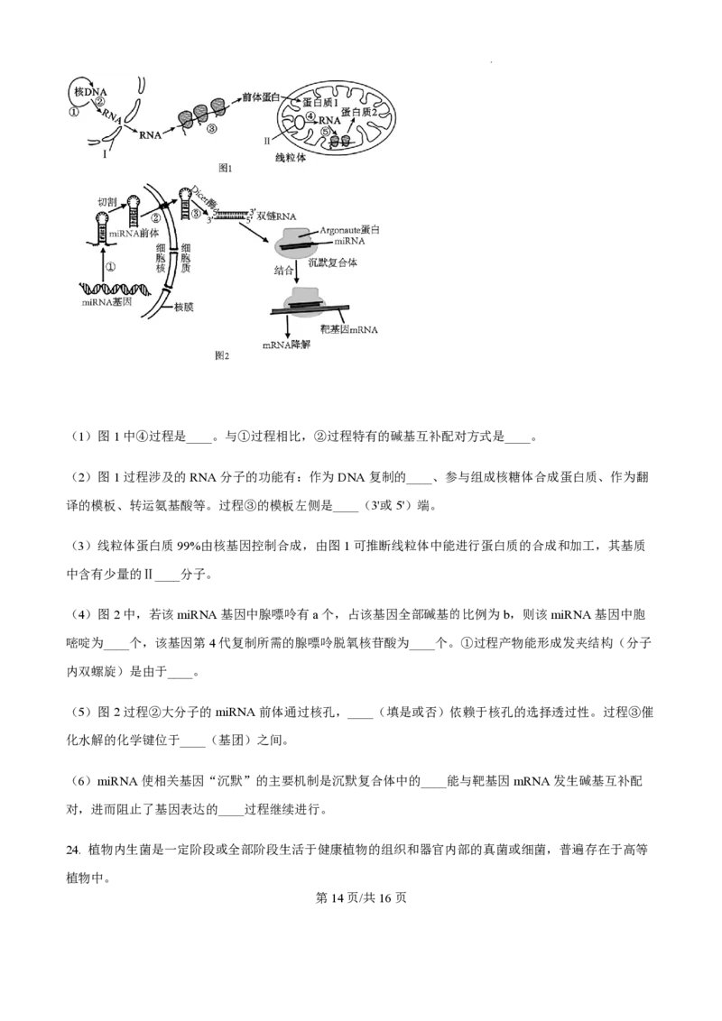 2025届江苏省高邮市高三10月学情调研-生物试题+答案_2024-2025高三（6-6月题库）_2024年10月试卷_1021江苏省高邮市2024-2025学年2025届高三（上）学期10月学情调研测试