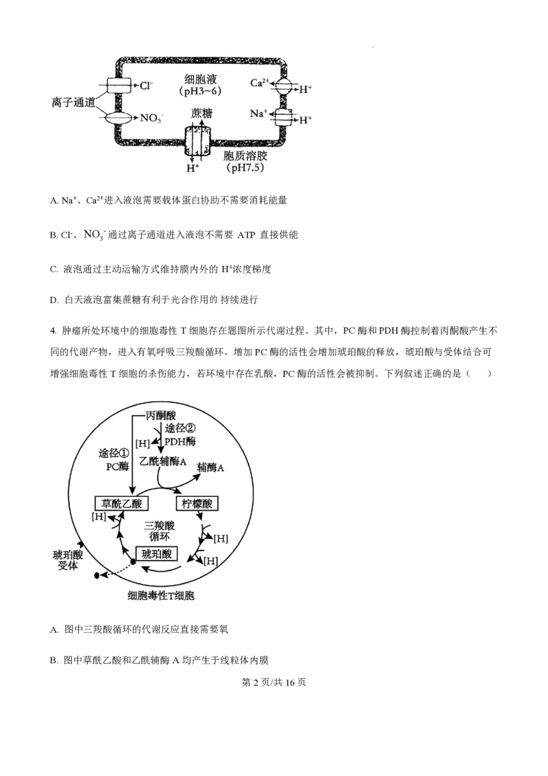 2025届江苏省高邮市高三10月学情调研-生物试题+答案_2024-2025高三（6-6月题库）_2024年10月试卷_1021江苏省高邮市2024-2025学年2025届高三（上）学期10月学情调研测试