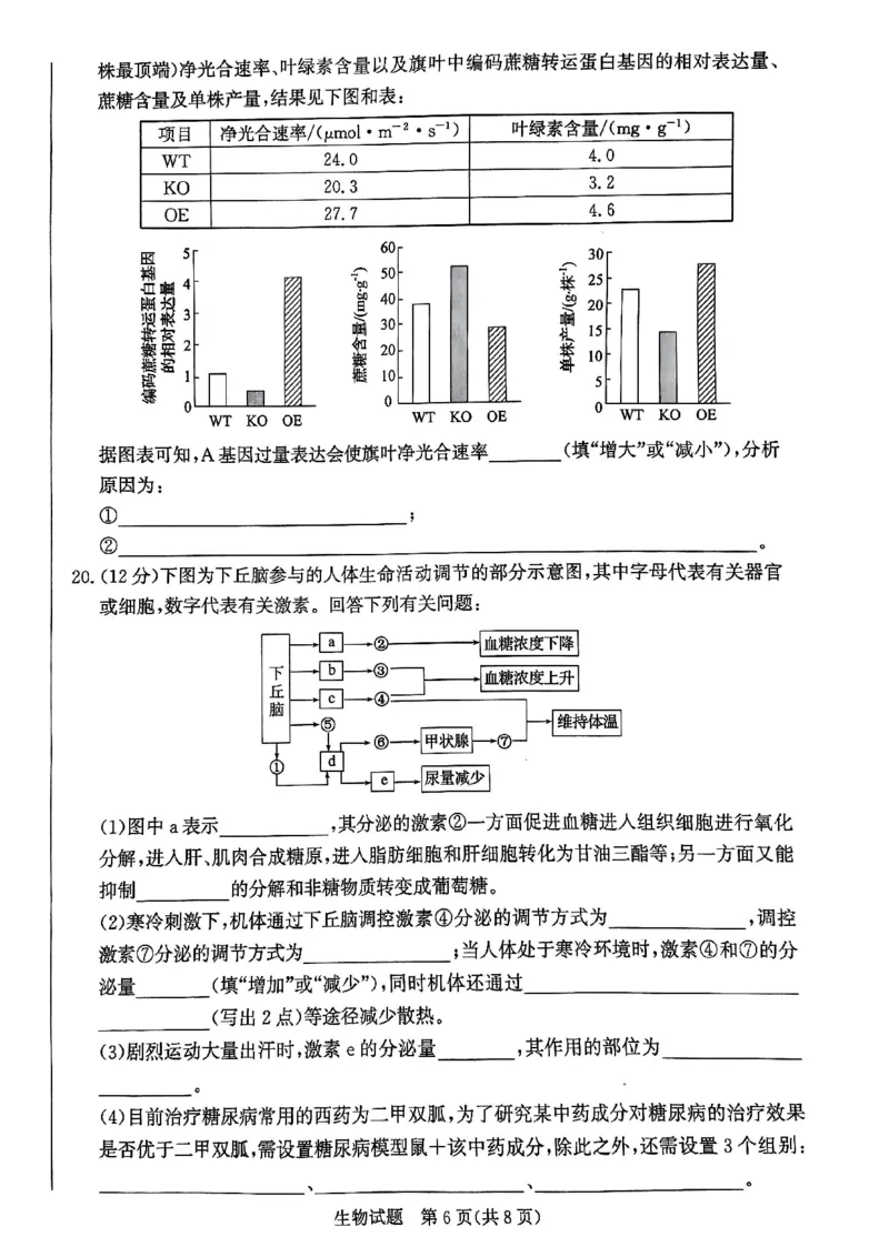 2025届河北省邯郸市高三上学期第一次调研检测生物试卷_2024-2025高三（6-6月题库）_2024年09月试卷_09232025届河北省邯郸市高三上学期第一次调研检测试卷