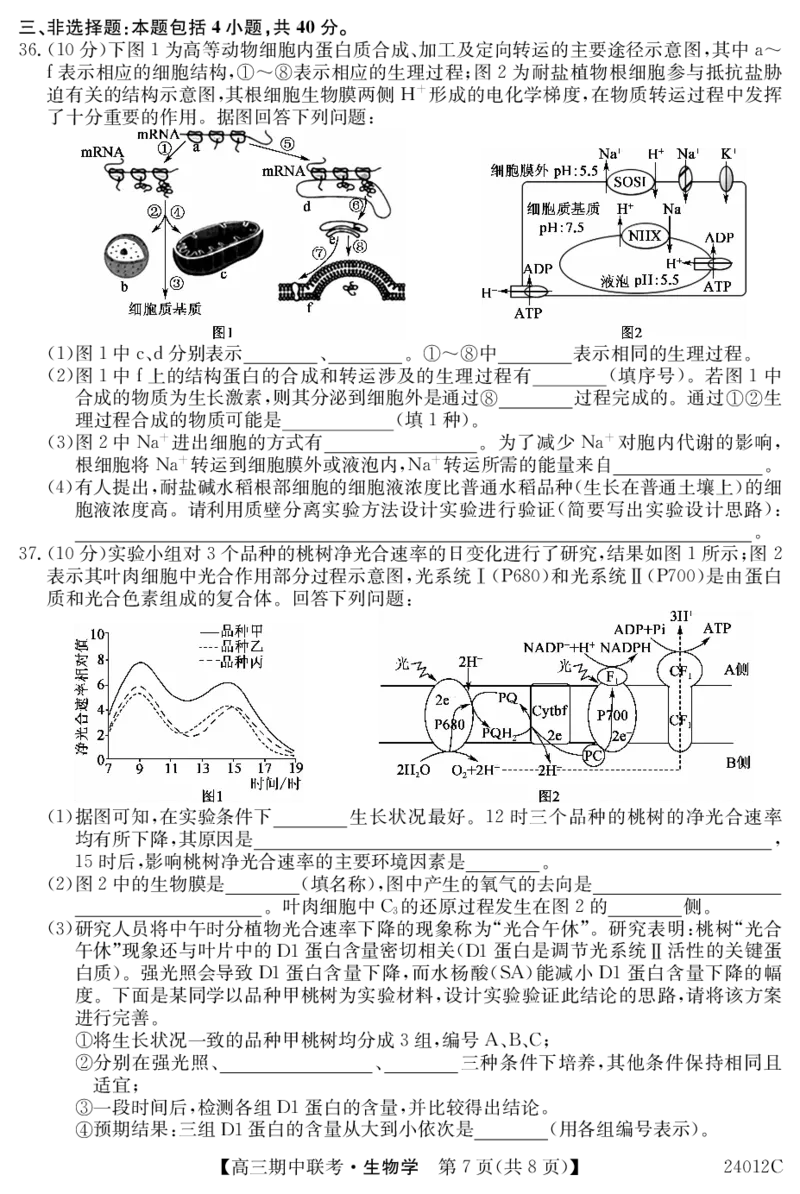 24012C高三试卷-生物(1)_2023年11月_0211月合集_2024届黑龙江省龙东五地市高三上学期期中联考_黑龙江省龙东五地市2024届高三上学期期中联考生物