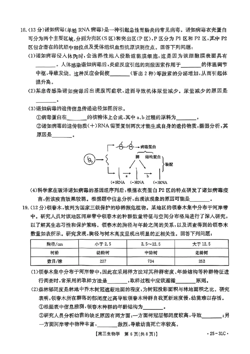 2025届广东省金太阳高三上学期9月联考（25-31C）-生物_2024-2025高三（6-6月题库）_2024年10月试卷_10032025届广东省金太阳高三上学期9月联考（25-31C）
