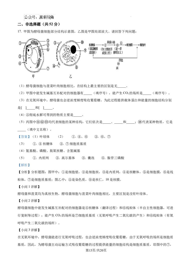 2025届银川一中高三第二次月考生物试卷答案_2024-2025高三（6-6月题库）_2024年10月试卷_1007宁夏回族自治区银川一中2024-2025学年高三上学期第二次月考