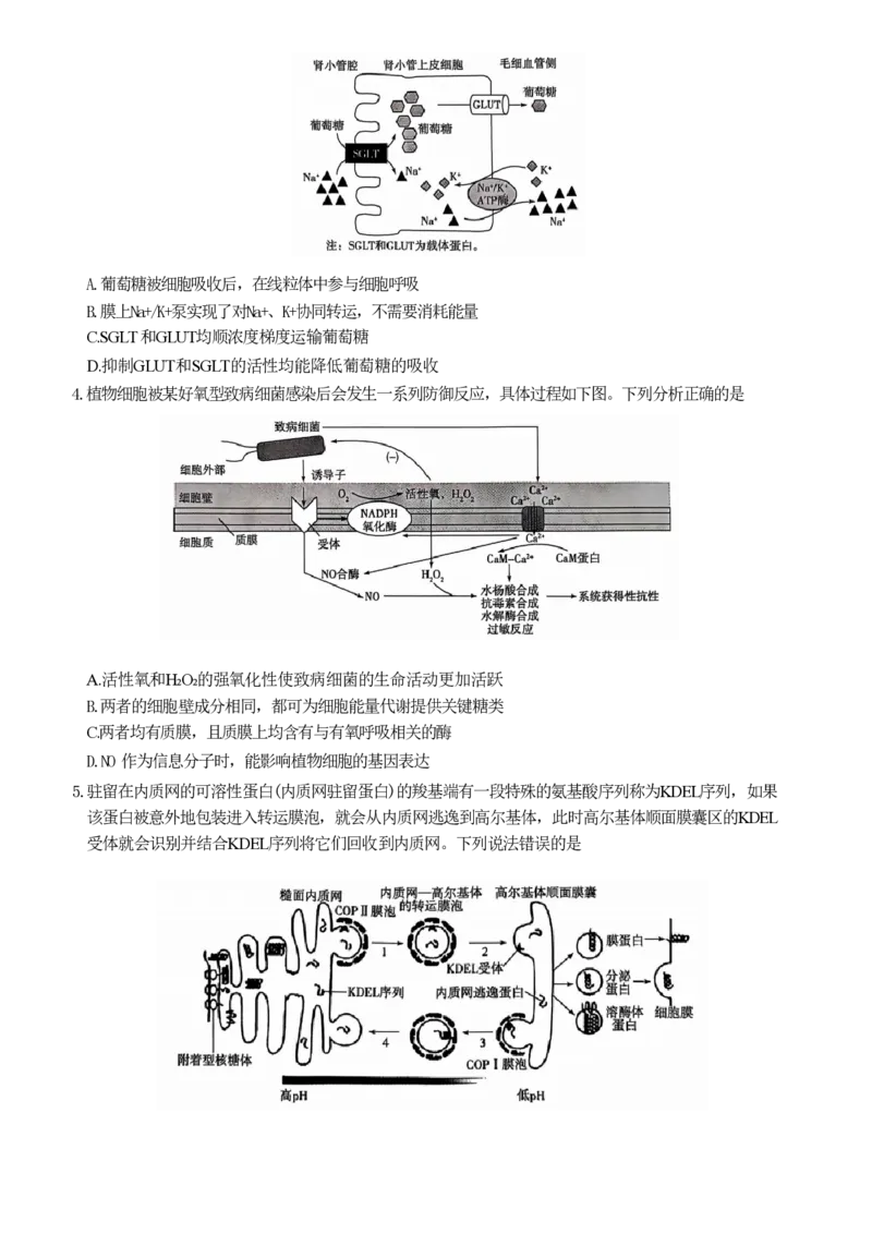 2025届山东省齐鲁联盟&天一高三10月月考-生物试题+答案_2024-2025高三（6-6月题库）_2024年10月试卷_10122025届山东省齐鲁联盟&天一高三10月月考