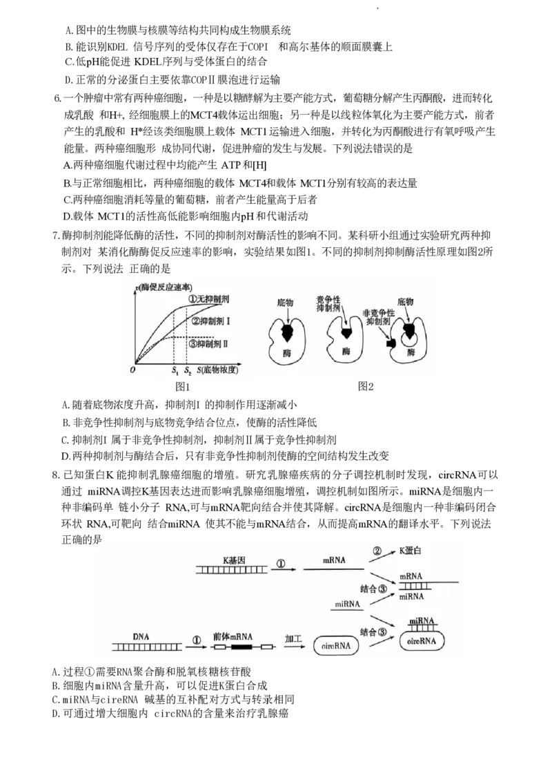 2025届山东省齐鲁联盟&天一高三10月月考-生物试题+答案_2024-2025高三（6-6月题库）_2024年10月试卷_10122025届山东省齐鲁联盟&天一高三10月月考