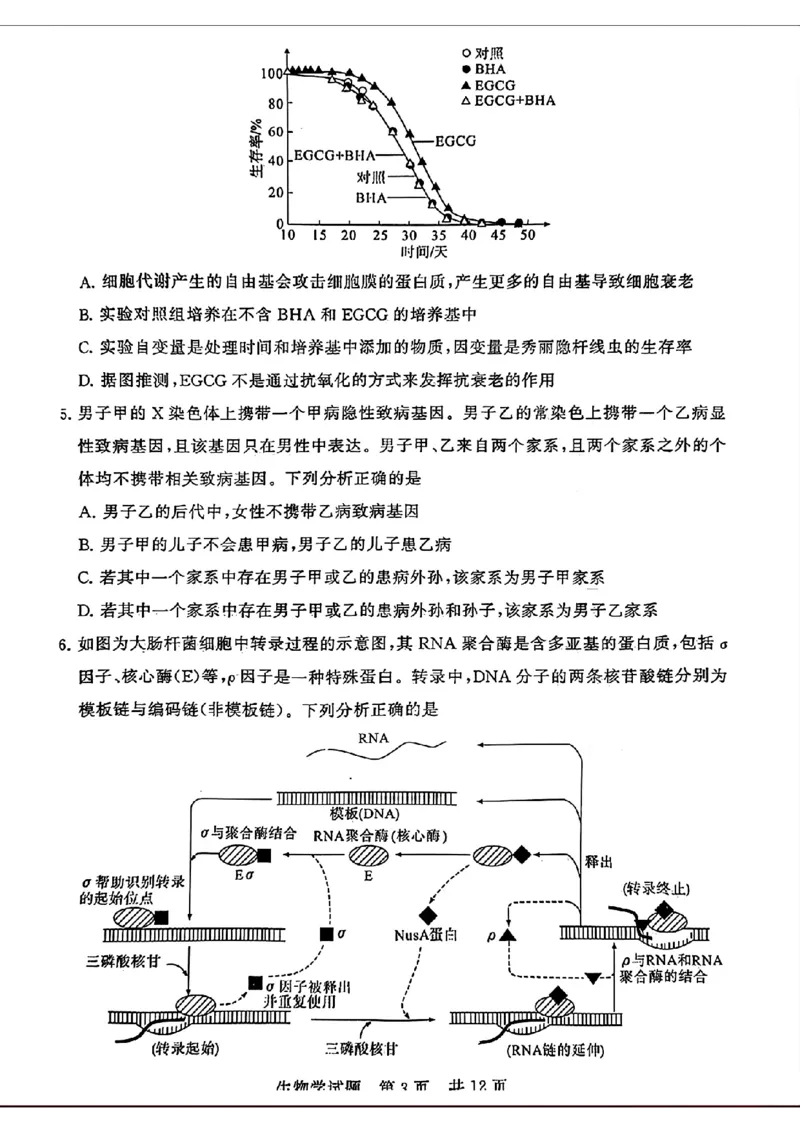 湖北省2024届高三下学期第二次学业质量评价生物试题_2024年3月_013月合集_2024届八省八校T8联考高三第二次学业质量评价_2024届八省八校T8联考高三第二次学业质量评价生物试题