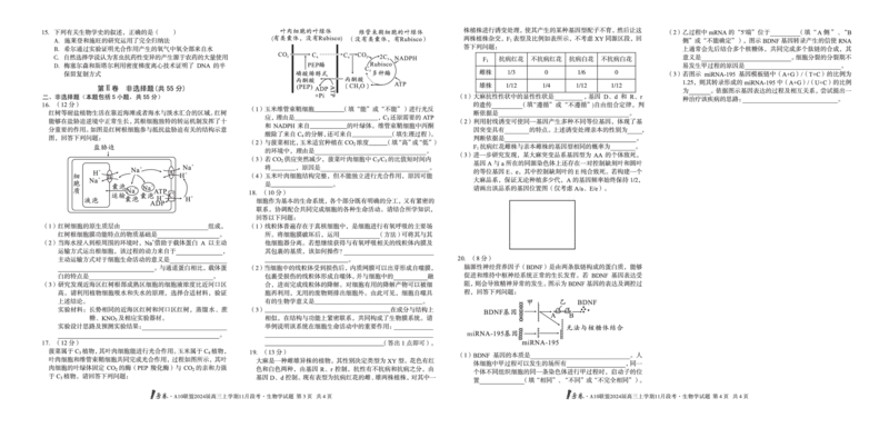 1号卷&middot;A10联盟2024届高三上学期11月段考生物学(1)_2023年11月_0211月合集_2024届安徽省A10联盟高三上学期11月段考_安徽省A10联盟2024届高三上学期11月段考生物