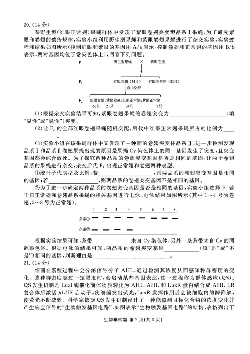 2025届广东衡水金卷高三8月摸底联考生物试题+答案_2024-2025高三（6-6月题库）_2024年08月试卷_0828广东衡水金卷2025届高三年级摸底联考