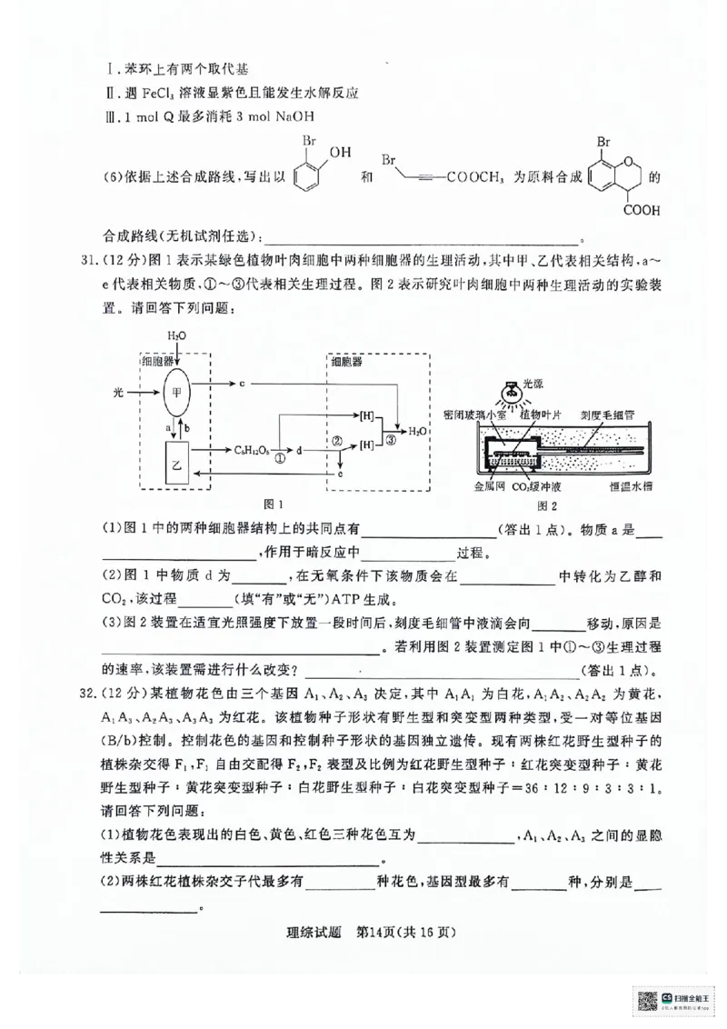 河南省2024青桐鸣高三3月大联考理综试题_2024年3月_013月合集_2024届河南省普通高等学校招生全国统一考试青桐鸣3月联考_河南省2024届普通高等学校招生全国统一考试青桐鸣3月联考理综