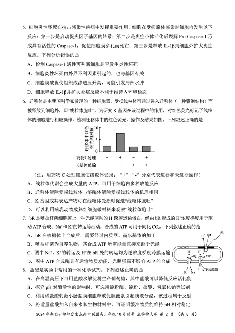 2024年湖北云学部分重点高中联盟高三年级10月联考生物试题_2024-2025高三（6-6月题库）_2024年10月试卷_10122025届湖北云学部分重点高中联盟高三年级10月联考