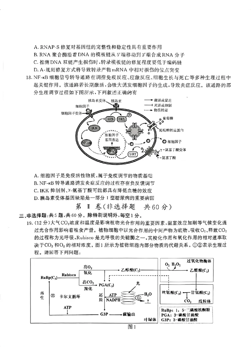 江苏省南京市2024届高三二模生物试卷+答案(1)_2024年5月_025月合集_2024届江苏省南京市高三二模