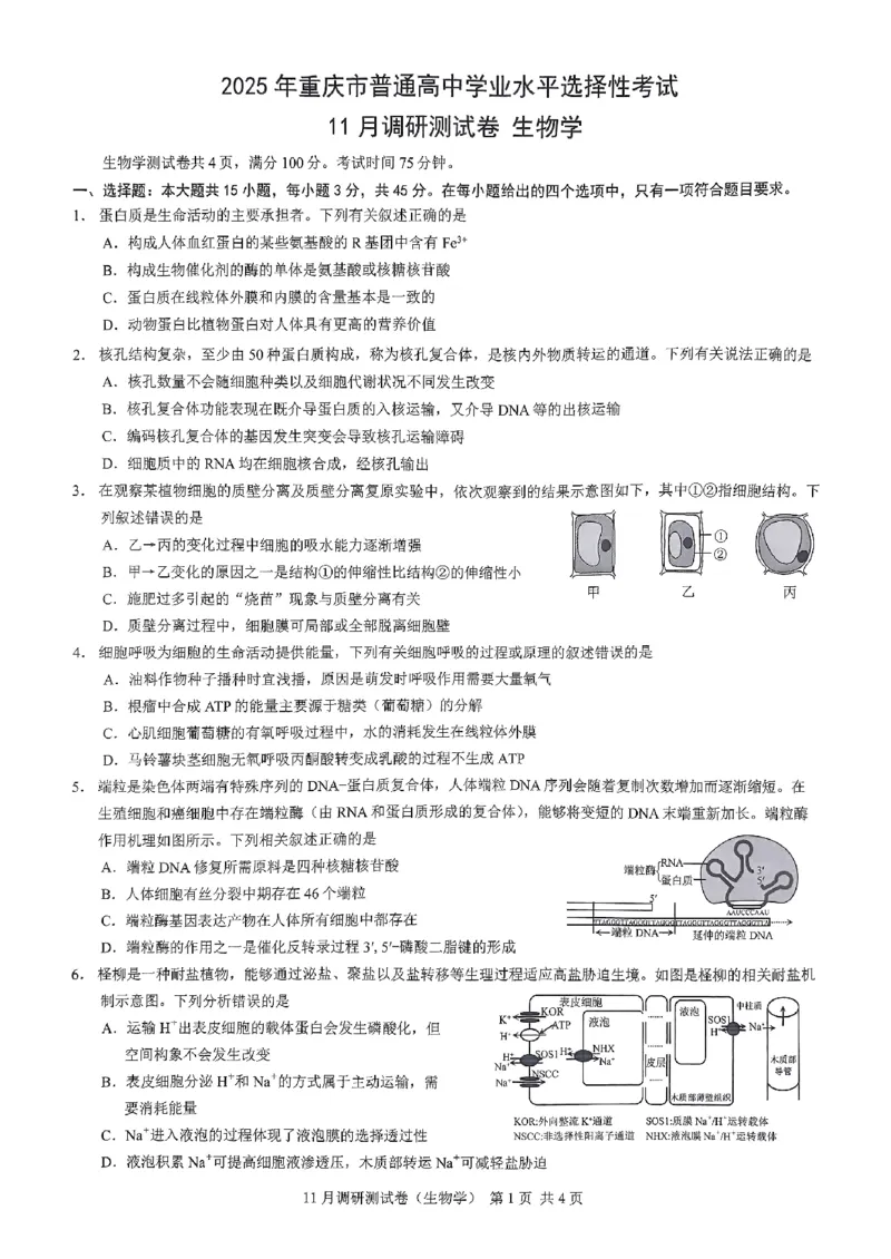 2025重庆康德半期考试生物_2024-2025高三（6-6月题库）_2024年11月试卷_11102025届重庆高三11月半期考试（康德零诊）