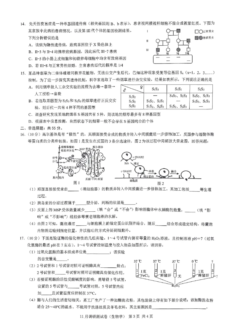 2025重庆康德半期考试生物_2024-2025高三（6-6月题库）_2024年11月试卷_11102025届重庆高三11月半期考试（康德零诊）