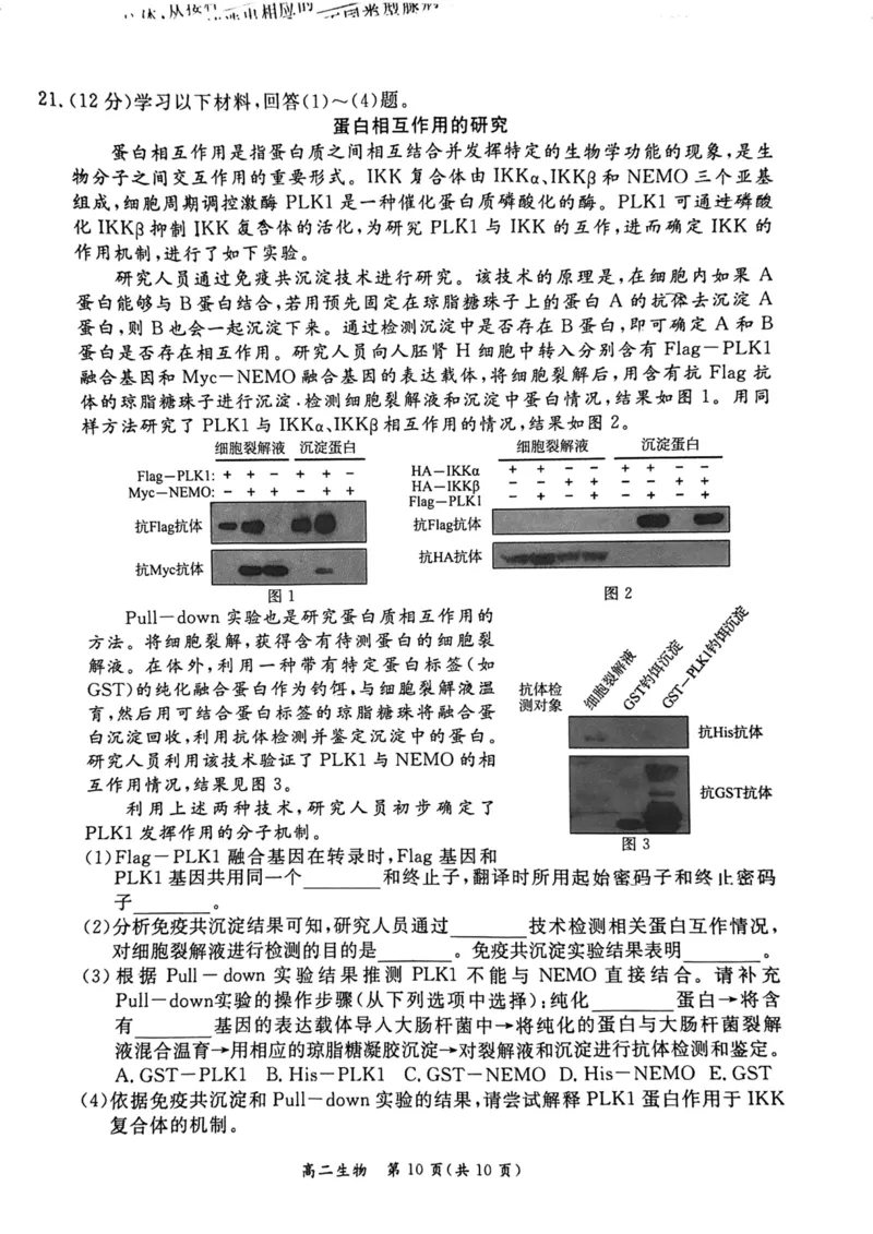 2024北京东城高二（下）期末生物试题及答案_2024-2025高三（6-6月题库）_2024年07月试卷_2407172024届北京市东城区高二（下）期末考试