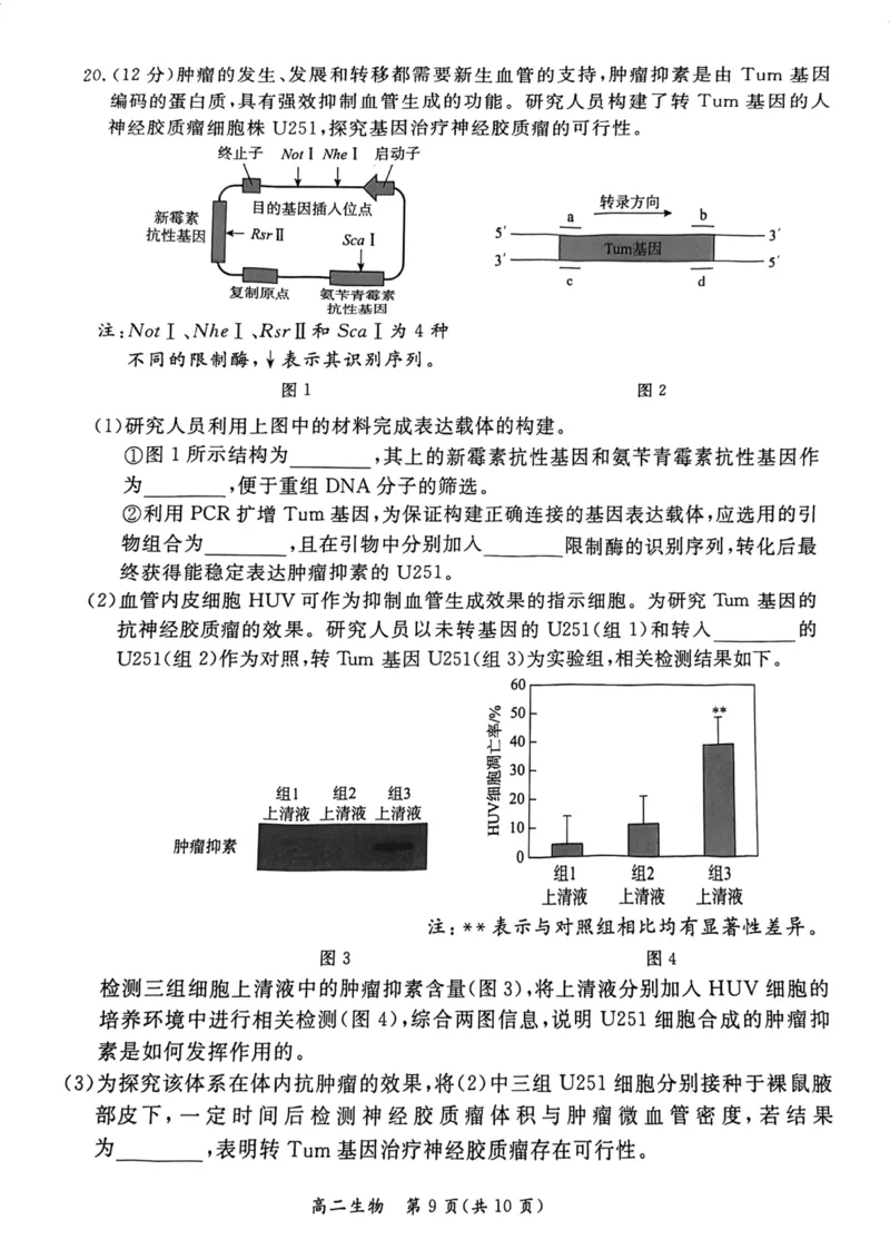 2024北京东城高二（下）期末生物试题及答案_2024-2025高三（6-6月题库）_2024年07月试卷_2407172024届北京市东城区高二（下）期末考试