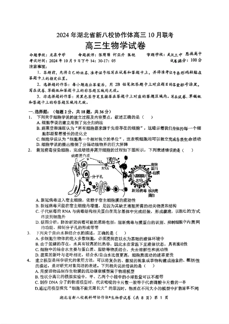 2024年湖北省新八校协作体高三10月联考生物试卷_2024-2025高三（6-6月题库）_2024年10月试卷_10112024-2025学年湖北省新八校协作体高三10月联考_2024年湖北省新八校协作体高三10月联考生物