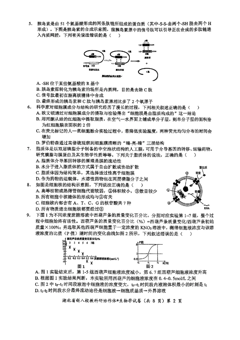 2024年湖北省新八校协作体高三10月联考生物试卷_2024-2025高三（6-6月题库）_2024年10月试卷_10112024-2025学年湖北省新八校协作体高三10月联考_2024年湖北省新八校协作体高三10月联考生物