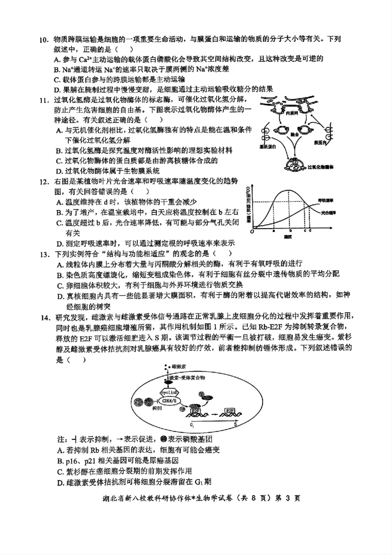 2024年湖北省新八校协作体高三10月联考生物试卷_2024-2025高三（6-6月题库）_2024年10月试卷_10112024-2025学年湖北省新八校协作体高三10月联考_2024年湖北省新八校协作体高三10月联考生物
