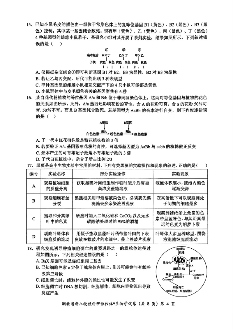 2024年湖北省新八校协作体高三10月联考生物试卷_2024-2025高三（6-6月题库）_2024年10月试卷_10112024-2025学年湖北省新八校协作体高三10月联考_2024年湖北省新八校协作体高三10月联考生物