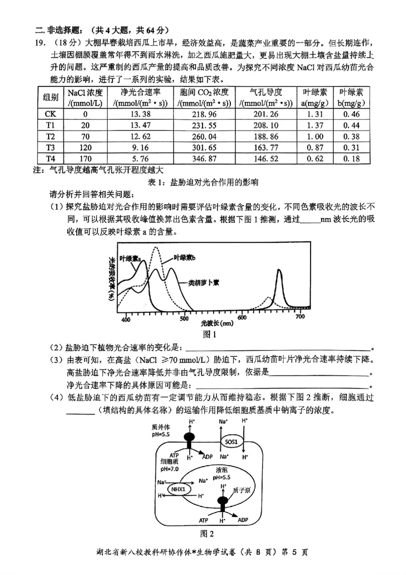 2024年湖北省新八校协作体高三10月联考生物试卷_2024-2025高三（6-6月题库）_2024年10月试卷_10112024-2025学年湖北省新八校协作体高三10月联考_2024年湖北省新八校协作体高三10月联考生物
