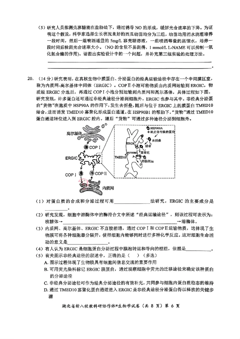2024年湖北省新八校协作体高三10月联考生物试卷_2024-2025高三（6-6月题库）_2024年10月试卷_10112024-2025学年湖北省新八校协作体高三10月联考_2024年湖北省新八校协作体高三10月联考生物