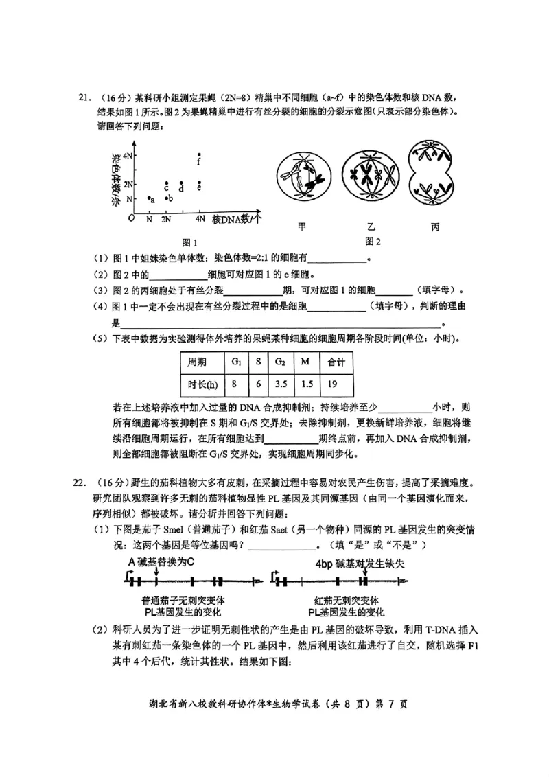 2024年湖北省新八校协作体高三10月联考生物试卷_2024-2025高三（6-6月题库）_2024年10月试卷_10112024-2025学年湖北省新八校协作体高三10月联考_2024年湖北省新八校协作体高三10月联考生物