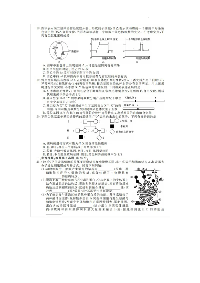 凤城市第一中学2024届高三上学10月测试生物(1)_2023年11月_0211月合集_2024届辽宁省凤城市第一中学高三上学10月测试（24073C）_辽宁省凤城市第一中学2024届高三上学10月测试（24073C）生物