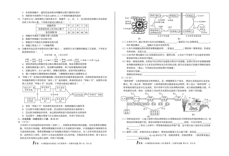1号卷&middot;A10联盟2025届高三4月质检考生物学_2024-2025高三（6-6月题库）_2025年04月试卷_0421安徽省1号卷&middot;A10联盟2025届高三4月质检考（全科）_1号卷&middot;A10联盟2025届高三4月质检考生物