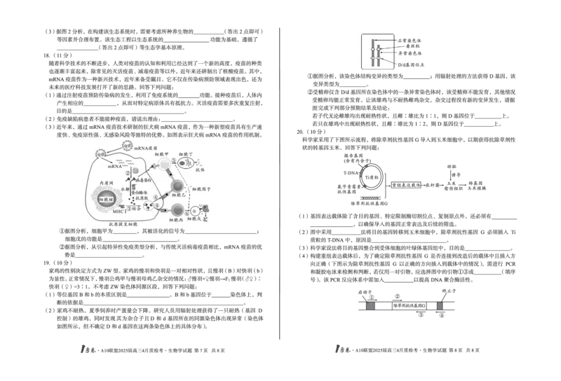 1号卷&middot;A10联盟2025届高三4月质检考生物学_2024-2025高三（6-6月题库）_2025年04月试卷_0421安徽省1号卷&middot;A10联盟2025届高三4月质检考（全科）_1号卷&middot;A10联盟2025届高三4月质检考生物