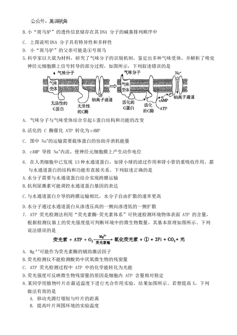 2025届河南省豫西北教研联盟（许洛平）高三上学期第一次质量检测（一模）生物试题（含答案）_2024-2025高三（6-6月题库）_2024年11月试卷