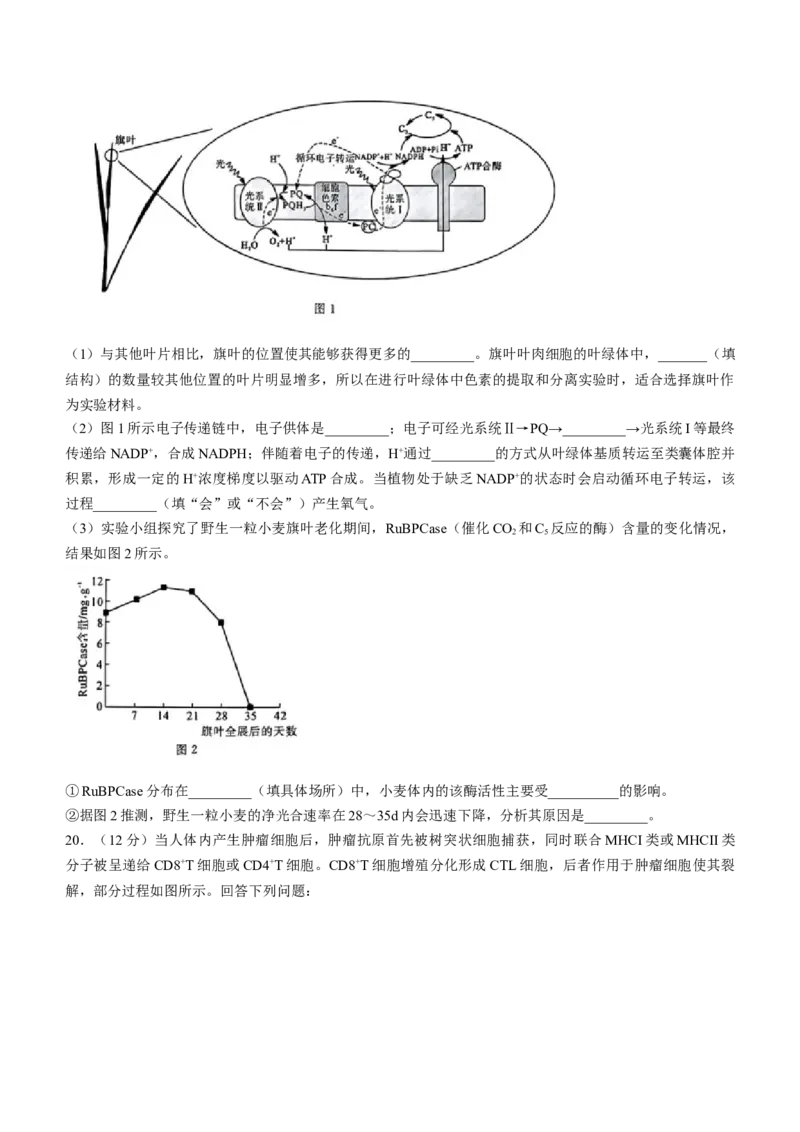 河北省金科大联考2024届高三下学期3月质量检测生物试题(1)_2024年3月_013月合集_2024届河北省金科大联考高三下学期3月质量检测