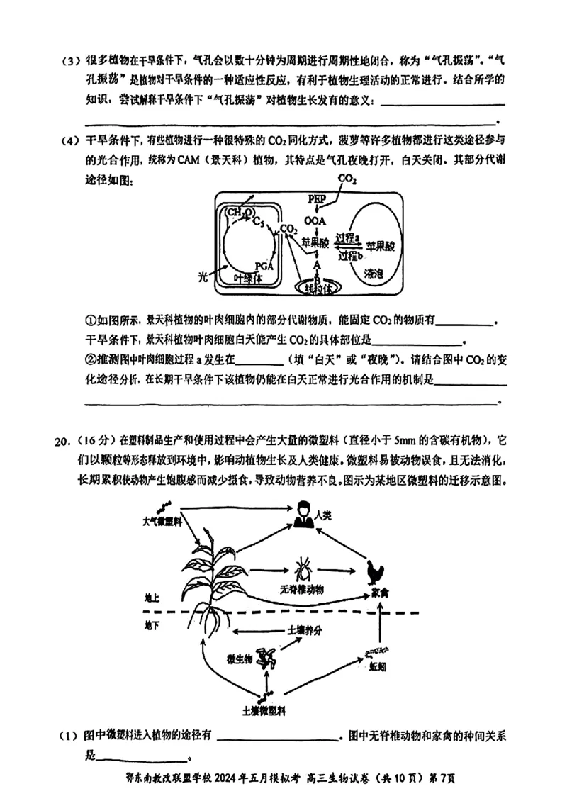 湖北省鄂东南省级示范联盟学校2024年高三5月第一次联考(一模）生物试题_2024年5月_01按日期_11号_2024届湖北省鄂东南省级示范联盟学校高三下学期5月第一次联考(一模
