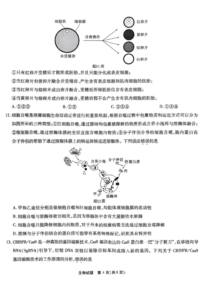 南开第二次联考生物试卷_2024-2025高三（6-6月题库）_2024年10月试卷_1011重庆市高（南开中学）2025届高三第二次质量检测_重庆市高（南开中学）2025届高三第二次质量检测生物
