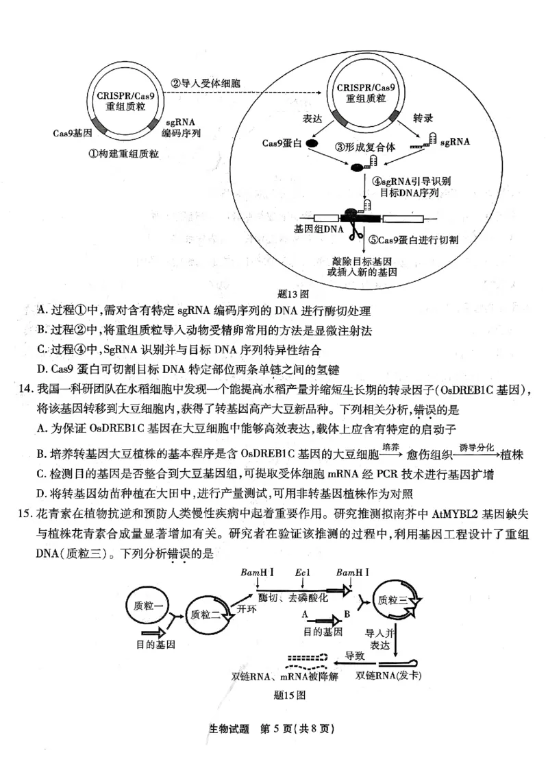 南开第二次联考生物试卷_2024-2025高三（6-6月题库）_2024年10月试卷_1011重庆市高（南开中学）2025届高三第二次质量检测_重庆市高（南开中学）2025届高三第二次质量检测生物
