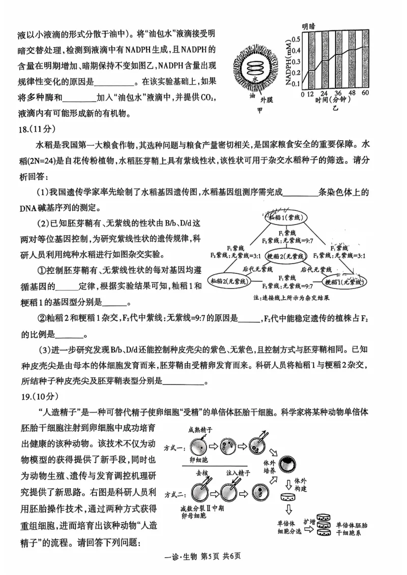 四川省泸州市高2022级第一次教学质量诊断性考试生物_2024-2025高三（6-6月题库）_2024年11月试卷_1130四川省泸州市高2022级第一次教学质量诊断性考试（全科）