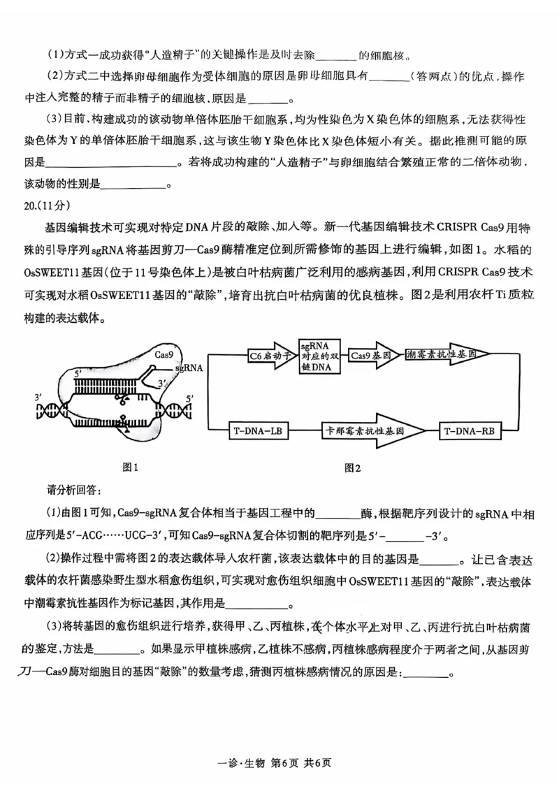 四川省泸州市高2022级第一次教学质量诊断性考试生物_2024-2025高三（6-6月题库）_2024年11月试卷_1130四川省泸州市高2022级第一次教学质量诊断性考试（全科）