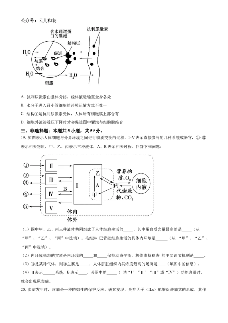 河北省沧州市八县联考2024-2025学年高二上学期10月期中考试生物Word版含答案_2024-2025高二（7-7月题库）_2024年11月试卷_1104河北省沧州市八县联考2024-2025学年高二上学期10月期中考试