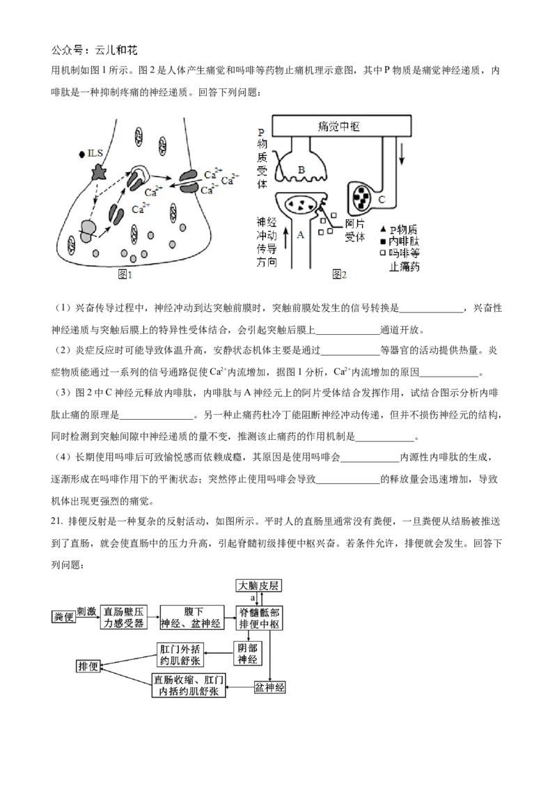 河北省沧州市八县联考2024-2025学年高二上学期10月期中考试生物Word版含答案_2024-2025高二（7-7月题库）_2024年11月试卷_1104河北省沧州市八县联考2024-2025学年高二上学期10月期中考试