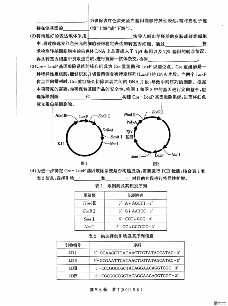 河北省沧州市2024-2025学年高三上学期10月复习质量监测生物试题_2024-2025高三（6-6月题库）_2024年10月试卷_1018河北省沧州市2024-2025学年高三上学期10月复习质量监测试题